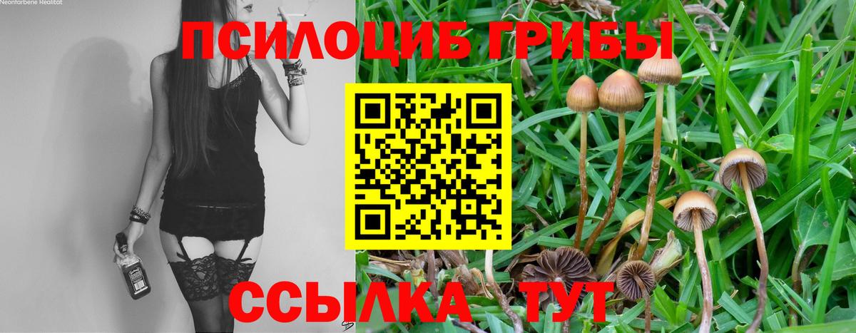 Псилоцибиновые грибы мицелий Отрадный